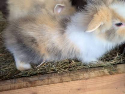 Bild 7:Löwenkopf Zwergkaninchen in allen Farben