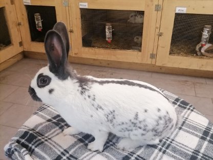 Englischer Schecken Rammler Kaninchen
