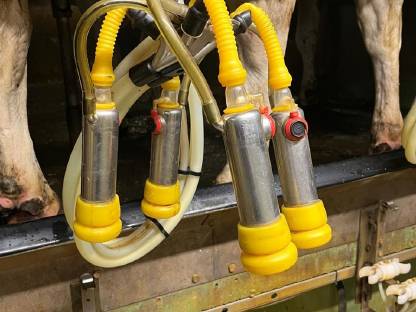 Bild 6:Melkstand Side by Side