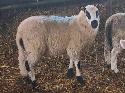 Bild 6:Kerry Hill Sheep Böcke