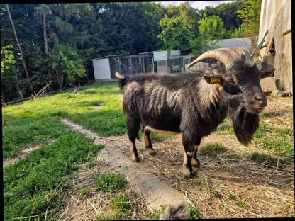 Bild 2:Mini Zwergziegen Zuchtbock