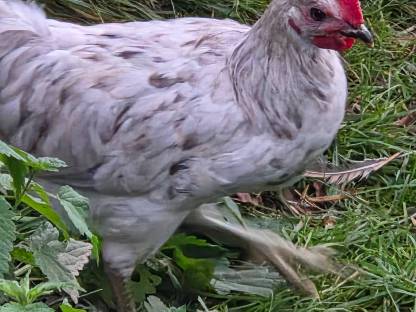 Bild 3:Marans Hähne