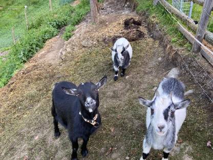 Bild 7:Mini Zwergziegenbock