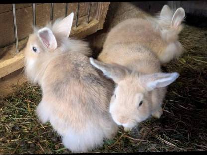 Bild 5:Löwenkopf Zwergkaninchen in allen Farben