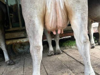 Bild 4:Tiroler Grauvieh Kuh Bio