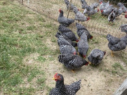 Bild 3:Zwerg-Amrocks, Hennen, Hähne