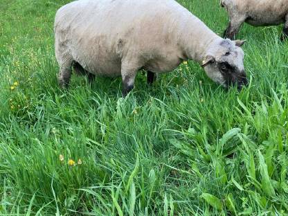 Bild 3:Shropshire-Widder