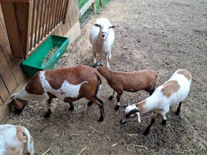 Bild 5:Kamerunschafe