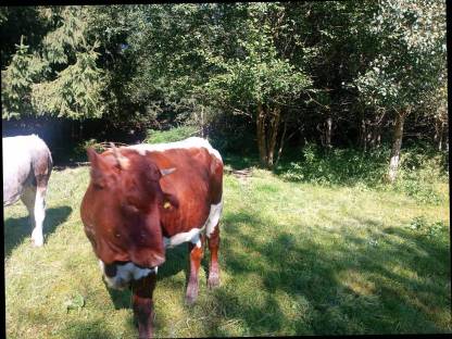 Bild 2:Pinzgauer Kalbin, Färse, Kuh