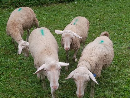 Bild 2:Lacaune Zuchtböcke