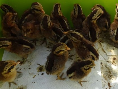 Birma-Bankivahuhn (Gallus gallus spadiceus)