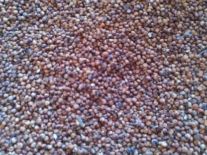 Bio Sorghum Hirse Futtermittel