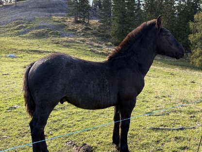 Bild 2:Mohrenkopf Hengstfohlen