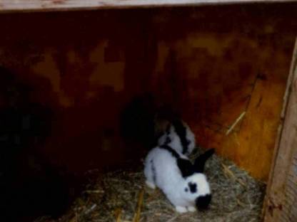 Bild 2:Deutsche Riesenschecken