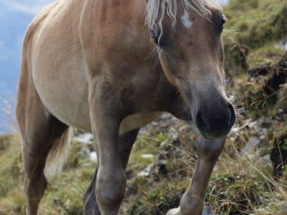 Bild 6:2 schöne Haflinger-Stutfohlen suchen ein neues Zuhause