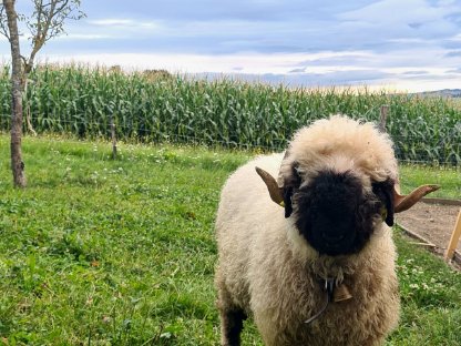 Bild 2:Walliser Schwarznasenschaf
