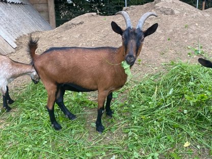 Bild 3:1-jährige weibliche Ziegen