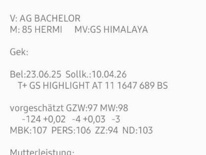 Bild 2:Braunvieh, Brown Swiss Kalbin