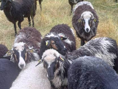 Bild 2:Krainer Steinschafe aus Melkbetrieb
