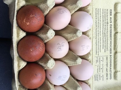 Bild 4:Hahn zu verschenken