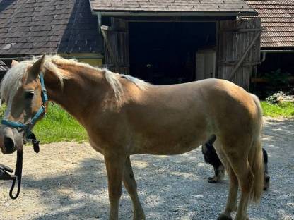 Bild 3:Haflinger-Wallach