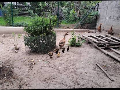 Bild 3:Junge Laufenten