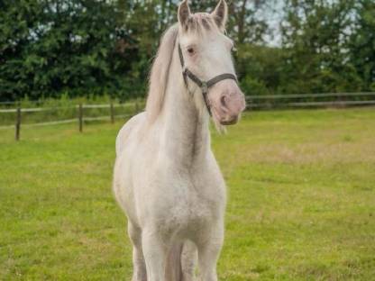 Bild 3:Verkaufe Tinkerwallach