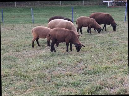 Bild 8:3 Jura Widder