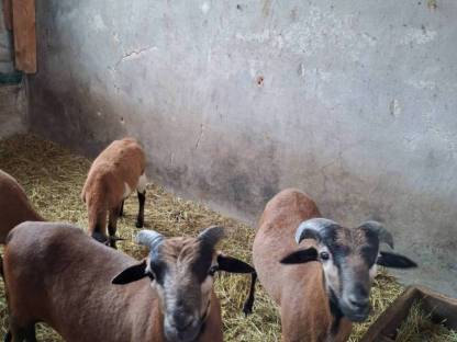 Bild 2:Kamerunschafe männlich