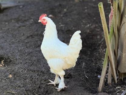 Bild 8:Reinrassige Olivleger-Hähne