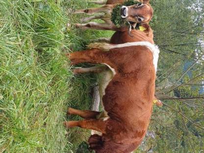 Bild 3:Tuxer Jungkalbin Jamaika