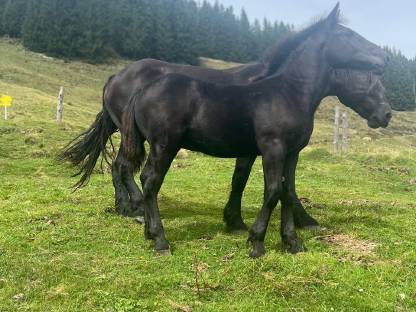 Bild 3:Norikerstutfohlen