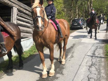 Bild 4:Noriker Fuchsstute Luzi