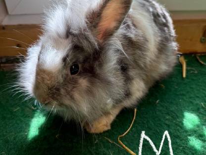 Bild 8:Löwenkopf Hasen