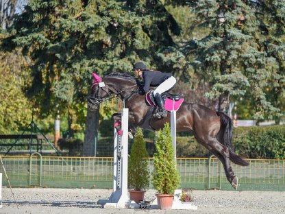 Bild 3:Bildschöner Rappe zum Losreiten