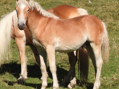 Bild 2:Haflinger Hengstfohlen Attila