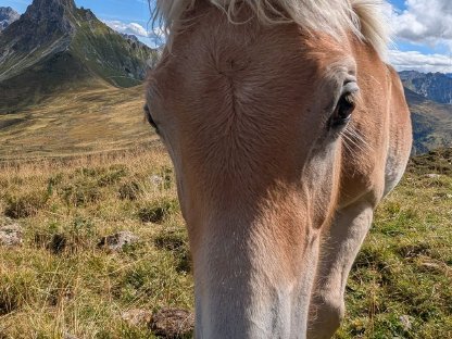 2 schöne Haflinger-Stutfohlen suchen ein neues Zuhause