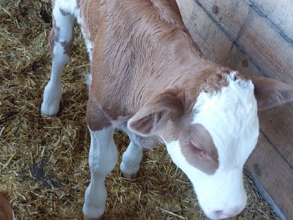 Fleckviehstierkalb BIO