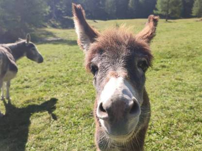 Bild 3:Eselhengste