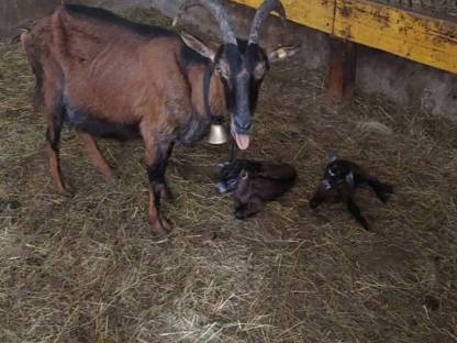 Bild 2:Ziegen weiblich