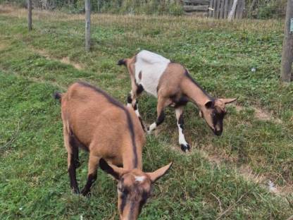 Bild 8:Anglonubierbock und Scheckenkitze