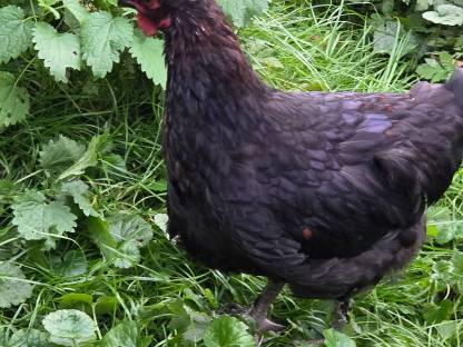 Bild 2:Marans Hähne