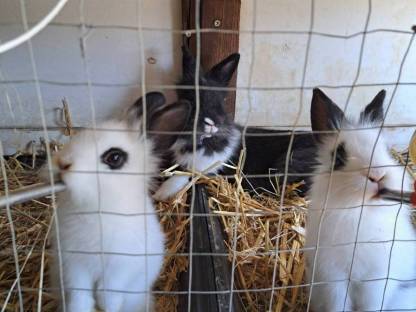 Bild 3:Löwenkopf Babyhasen