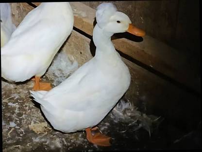 Bild 6:Landenten-Pärchen mit Haube