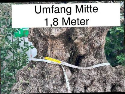 Bild 6:200-270 Jahre alter Olivenbaum