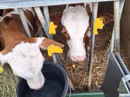 Bild 2:Fleckvieh Stierkalb