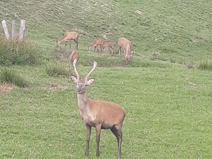 Spießerhirsch