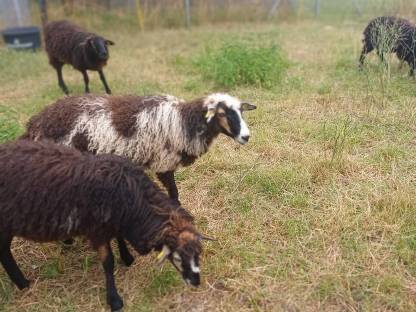 Bild 4:Krainer Steinschafe aus Melkbetrieb