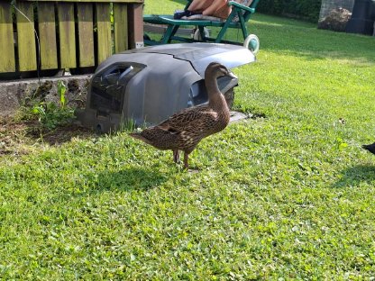 Bild 3:Laufenten 2 Stk. weiblich