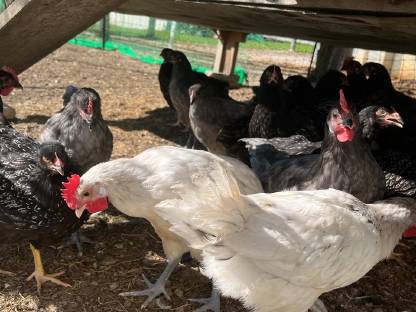 Bild 5:Junghähne Bresse Gauloise Bleu